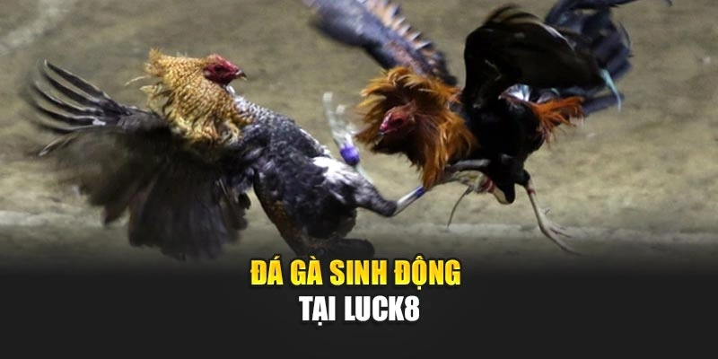 da-ga-sinh-dong-tai-luck8