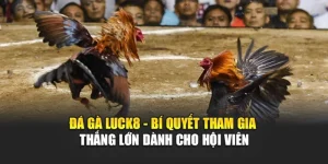 da-ga-luck8-bi-quyet-tham-gia-thang-lon-danh-cho-hoi-vien